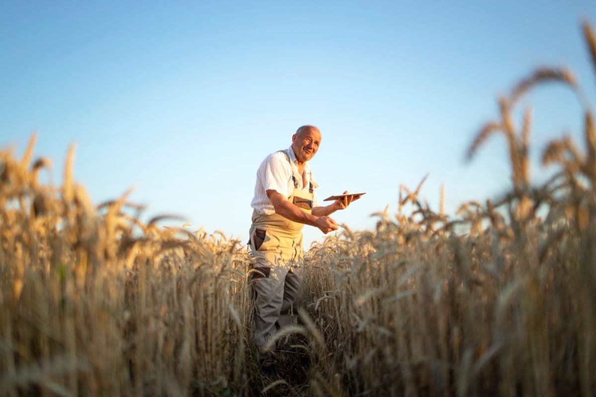 Produtor rural usa um tablet em pé no meio da lavoura de trigo ao entardecer